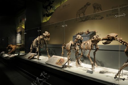 最后鬣狗化石展示图片