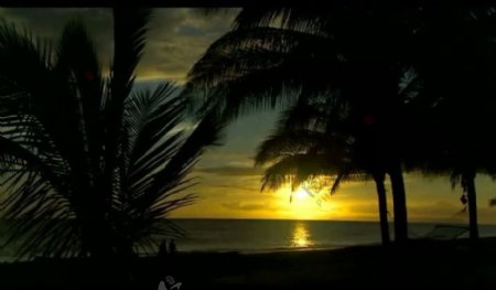 海岸椰树风景画视频图片