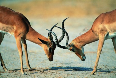 稀有动物长颈鹿动物