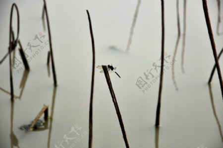 蜻蜓残荷图片