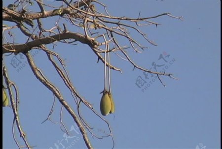 猴面包树的豆荚塞内加尔证券的录像视频免费下载