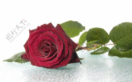 红色玫瑰花桌面背景图片