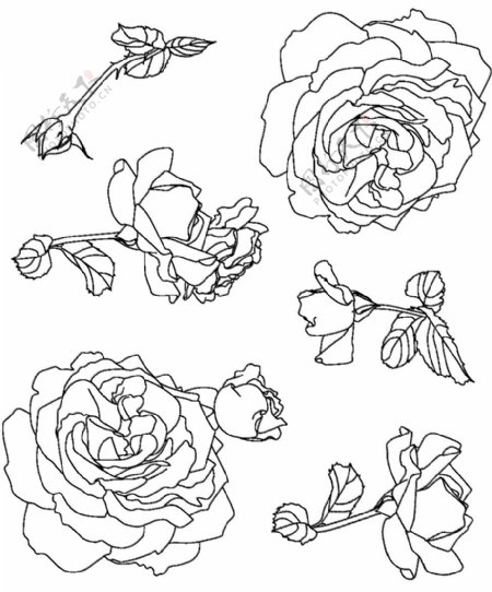 玫瑰素材笔刷情人节必备素材图片