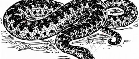 蝰蛇蛇矢量图形