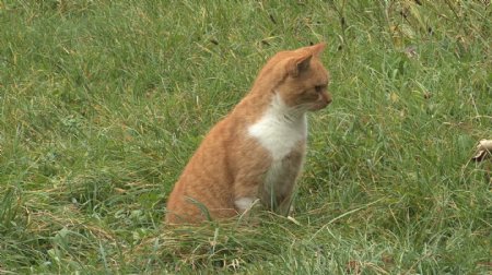 德国的猫坐在草地上股票的录像视频免费下载
