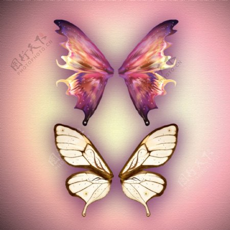 美丽的蝴蝶翅膀PSD素材免费