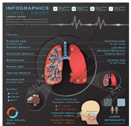 肺部医学医疗设计图片