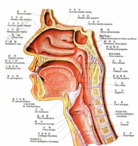 鼻腔口腔咽和喉正中矢状图图片