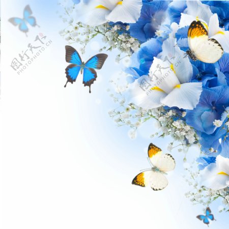 蓝色玫瑰蝴蝶图片