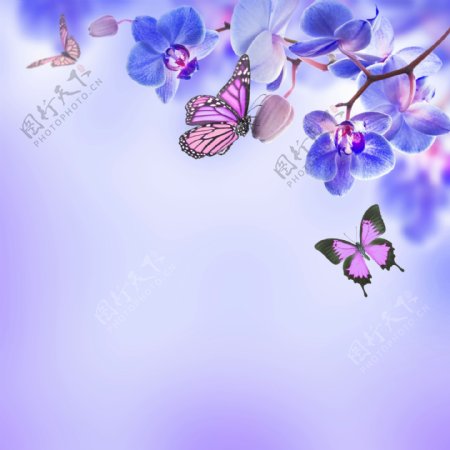 多彩蝴蝶兰图片