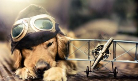 飞行员宠物狗摄影图片