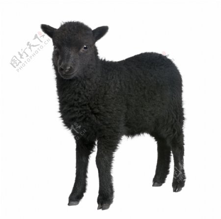 瑞士高山黑绵羊图片
