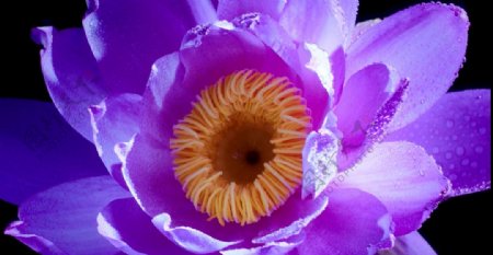 花紫色花朵高清视频素材