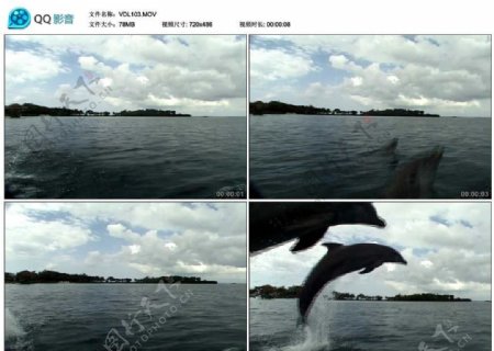 海豚视频实拍素材