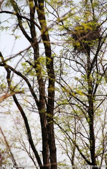 槐树上的鸟巢图片
