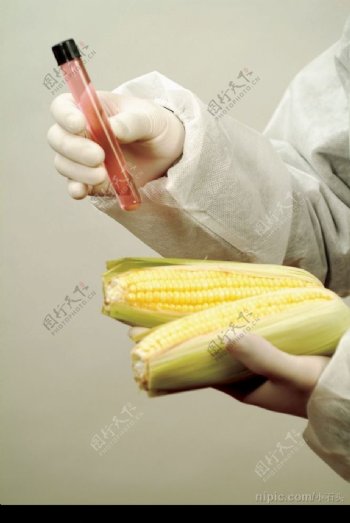 玉米实验图片