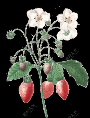 野生草莓手绘图片