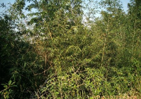 竹林丛图片