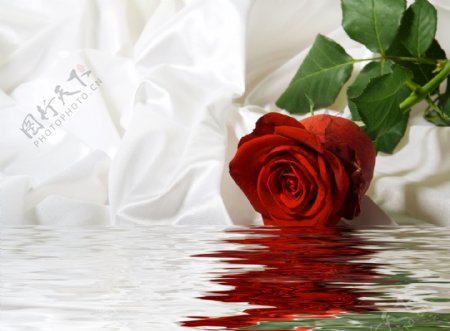 水面上的红玫瑰图片