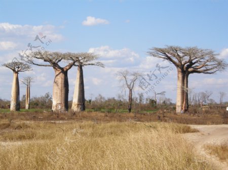 非洲猴面包树图片