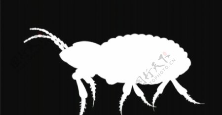白色蚂蚁视频