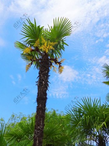 棕榈蓝天绿树摄影图片