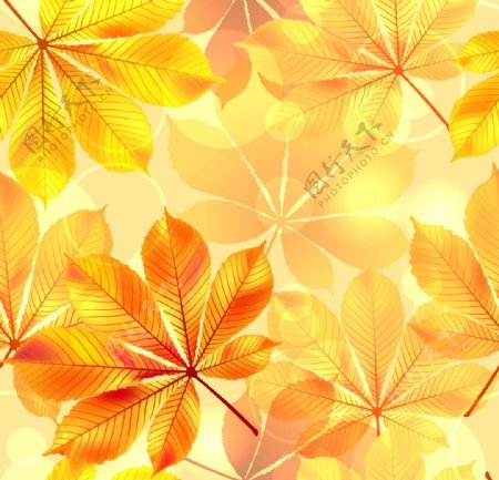 金色秋叶背景图片