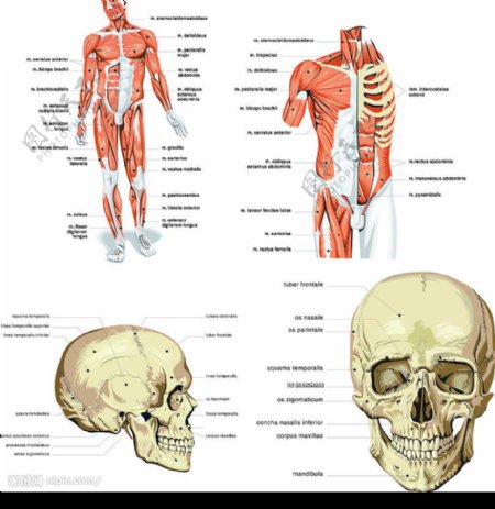 人体结构肌肉组织图片