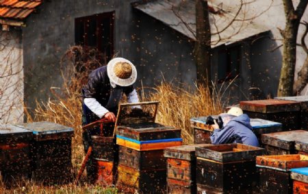 摄影家与养蜂人图片