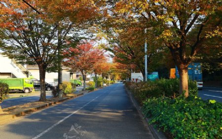 枫叶道路绿化图片