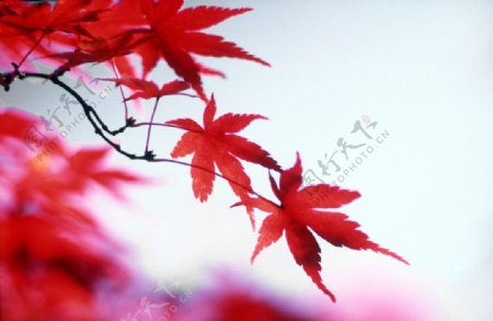 红叶红枫叶图片