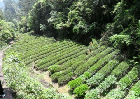 武夷山大红袍茶园图片