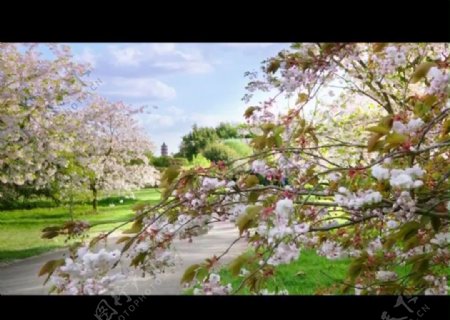 春暖花开视频素材