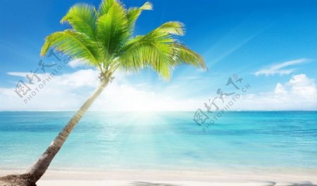 椰树海滩图片