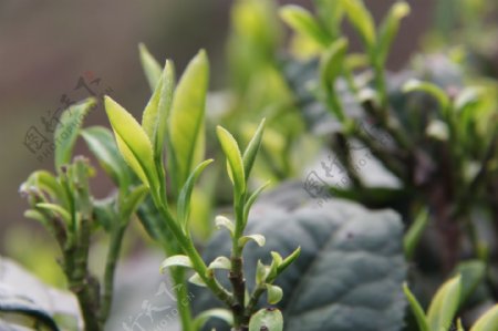 茶叶嫩芽图片