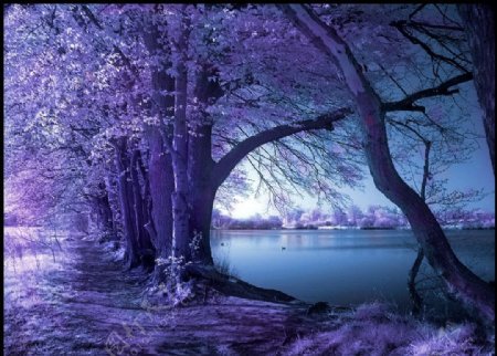 紫树林图片