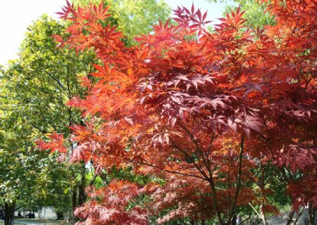 红叶槭树图片