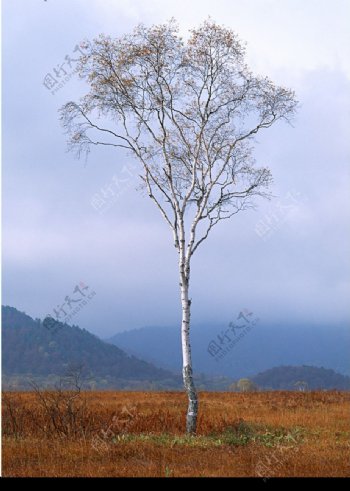 孤树图片
