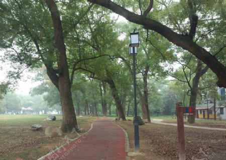 公园香樟树林图片