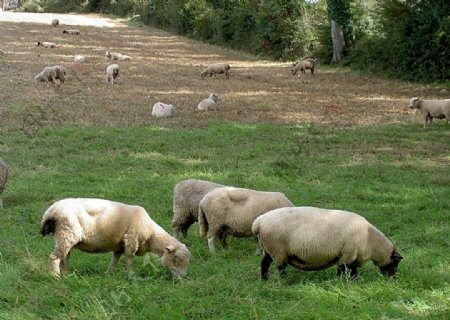 山羊绵羊图片