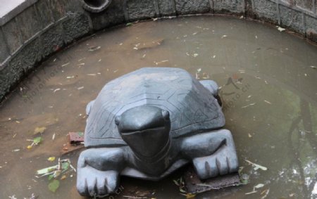 水中石龟图片