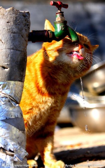 猫咪喝水图片
