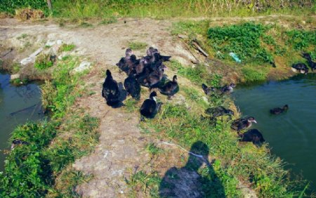 板鸭乡村畜牧业图片
