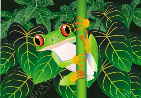 热带雨林中的青蛙图片