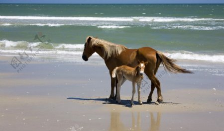 海边的两匹马图片