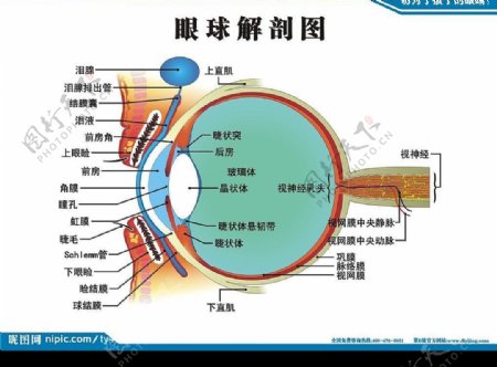 眼球解剖图图片