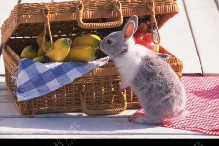 兔子偷吃水果图片