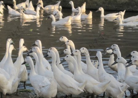 饲养园中的白鹜鸭图片
