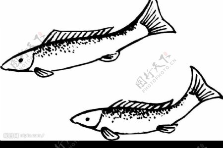手绘两条黑白鱼矢量图图片