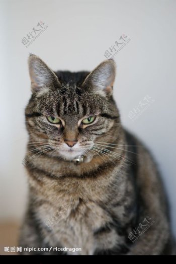 表情严肃的猫咪图片